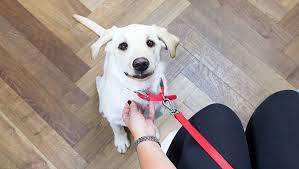 Puppies can start walking on a leash outdoors once they have all their injections. How To Train A Puppy To Walk On A Lead Purina