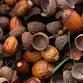 Acorn Collecting- Inwood Hill Park event image