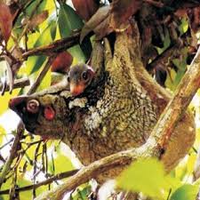 Find out in this colugo carrier review.links:our full colugo car. A Mother And Young Colugo Defecating Before Foraging Download Scientific Diagram