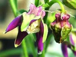 Image result for Raphionacme grandiflora