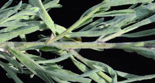 Image result for Schkuhria pinnata