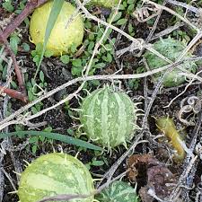 Image result for Cucumis myriocarpus