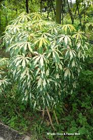 Image result for Manihot esculenta