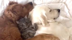 Check spelling or type a new query. Watch This Adorable Cuddle Session Between 2 Dogs And A Cat