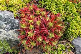 Image result for Crassula alticola