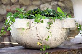 La descrivono sul journal of materials chemistry a i. 10 Piante Per Purificare L Aria Di Casa Cure Naturali It