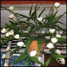 Bunga wijaya kusuma tidak hanya memiliki mitos pembawa keberuntungan dan meningkatkan derajat seseorang, bunga wijaya kusuma dengan nama latin (epiphyllum anguliger) ini juga mempunyai banyak sekali manfaat yang bisa digunakan untuk. New Bunga Ratu Malam Bunga Wijaya Kusuma Mini Putih Shopee Indonesia