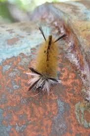 Black And Red Fuzzy Caterpillar Ontario Untitled Moth Caterpillar Caterpillar Insect Bugs And Insects