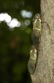 I love cicadas and there wasn't enough cicadas here ~ this is also apart of my final where my teacher jokingly said make a 100 objects. Antibacterial Surface Mimicking Structure Of Cicada Wings To Be Put To Practical Use The Mainichi