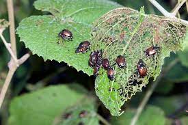 One of the first steps to eliminating a pest problem is identifying the type of pest you are seeing. Garden Insect Primer Getting To Know Common Garden Insect Pest Groups And Their Associated Signs Of Plant Damage Ecological Landscape Alliance