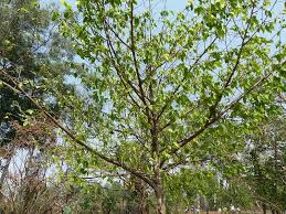 Image result for Huberantha