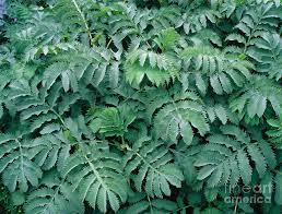 Image result for Melianthus major
