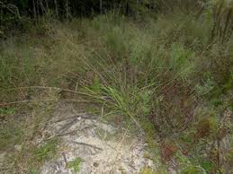 Image result for Eragrostis friesii