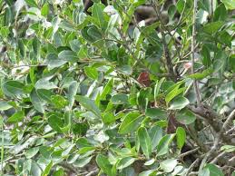 Image result for Metteniusaceae