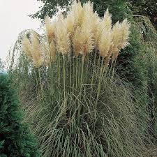 5 things to know about pampas grass. White Feather Pampas Grass Cortaderia American Meadows