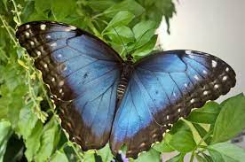 Fleeting Moments How Long Do Butterflies Live Ask An Entomologist