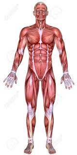 Anatomy of the human body male body front view. 3d Male Body Anatomy Isolated On White Stock Photo Picture And Royalty Free Image Image 56325519