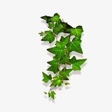 Ivy Vines Vine Clipart Creeper Vine Png Transparent Clipart Image And Psd File For Free Download Creepers Plants Watercolor Leaves Ivy Vine