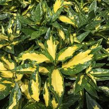 Its large, round leaves have bright gold splash® euonymus boasts big, round leaves and bright, bold variegation. Gold Splash Euonymus Spring Meadow Wholesale Liners Spring Meadow Nursery