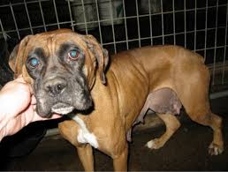 I have 5 beautiful boxer puppies. Ohio Breeders On Horrible 100 List Dogs In The Cle