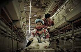 China reported the world's first human infection of the h10n3 bird flu strain on tuesday but said the risk of it spreading widely among people was low. å…¨çƒé¦–ä¾‹ ä¸­åœ‹æ±Ÿè˜‡å‡ºç¾h10n3 ç¦½æµæ„Ÿå‚³äººç—…ä¾‹ Technews ç§'æŠ€æ–°å ±