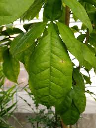 Image result for Citropsis