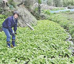 秦野唯一 自生種ワサビ田 ５年前 手入れで復活 秦野 タウンニュース