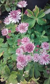 This figure is normally given as a range; Lochryan Plants Reviews Facebook
