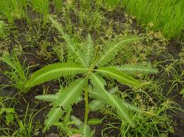 Image result for Sesbania pachycarpa