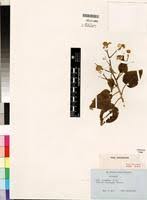 Image result for Abutilon longicuspe