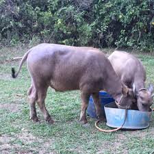 Pembekal daging kambing frozen posts facebook. Membekal Daging Lembu Dan Kerbau Fresh Kuala Terengganu Posts Facebook