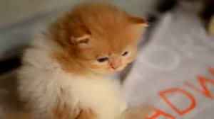 To adopt a rescued pet go to k9friends.com, eawsuae.com or rakawc.com. Persian Kittens In Dubai Youtube