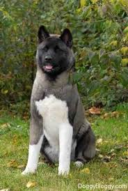 American Akita Dog Black And White Japanese American Akita American Akita Akita Dog Akita