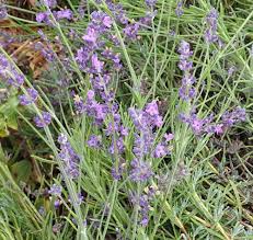 Image result for Lavandula angustifolia Vera
