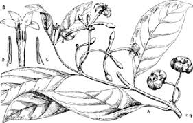 Image result for Morinda lucida