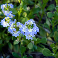 Image result for Scaevola