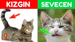 Kedileri Anlamanin 9 Yolu Kedilerin Beden Dili Youtube Kedi Guzel Kediler Hayvanlar