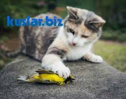 Kedi Ve Kus Ayni Evde Yasar Mi Kedi Muhabbet Kuslari Kus