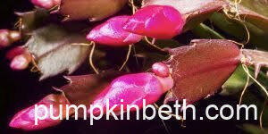 Image result for Saintpauliopsis