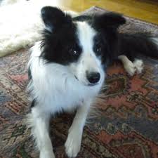 Don't miss what's happening in your neighborhood. Bcra Border Collie Rescue Australia Petrescue
