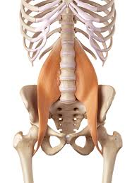 The back the lower back area, known as the lumbar spine, is made up of. Psoas Constructive Rest Greenwood Physical Therapy
