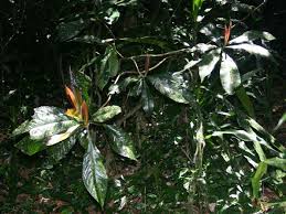 Image result for Argomuellera