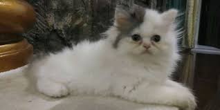 Kepopuleran dari jenis kucing anggora ini sudah tidak perlu dupertanyakan lagi, soalnya hampir di seluruh belahan dunia namun meskipun begitu, kucing yang mempunyai 8 jenis ras ini mulia dari anggora turki putih dengan ciri mata berwarna kuning emas, anggora turki dengan ciri warna tabby. Gambar Kucing Persia Medium