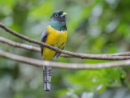 Image result for Tetrapogon tenellus