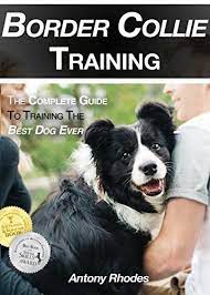 Border Collie Training The Complete Guide To Training The Best Dog Ever H1 The Essential Guide To Training Border Collie Training Border Collie Best Dogs