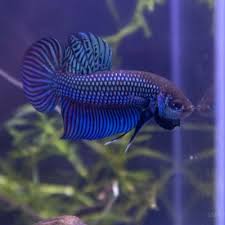 There are many types of betta fish, and over the years the list seems to be constantly growing. Wild Type Bettas Simply Betta