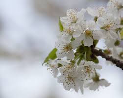 Image result for Prunus serotina