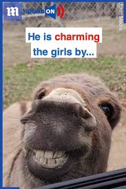 She just stuck her tongue out when i told her to go do the dishes. Daily Mail Donkey Smiles At Tourists Window While They Watch White Tiger Facebook