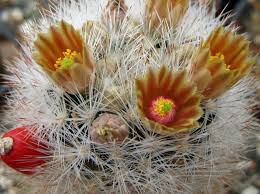 Produciamo oltre 600 varietà di cactacee e. Pin Su Escobaria