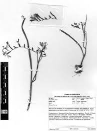 Image result for Justicia stachytarphetoides